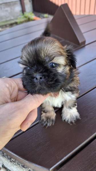 Чистокровные щенки Ши-Тцу в фото 16