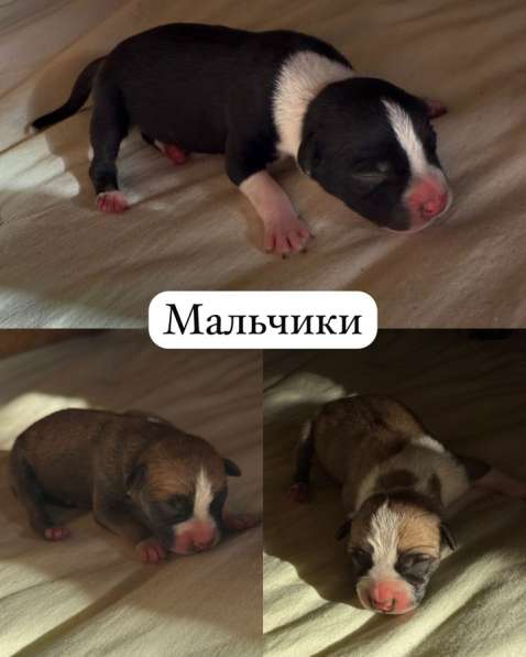 Щенки Стаффорда в Краснодаре фото 5
