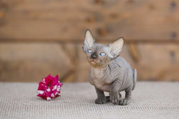 Гуманоид? Котёнок Эльф, бамбино, двэльф, сфинкс! в Ярославле фото 3