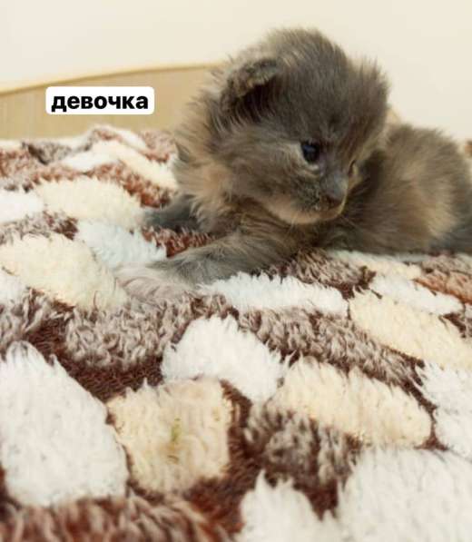 Котята Мейн-Кун в Старой Руссе фото 5