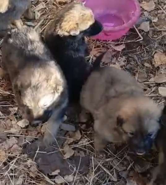 Щенки в добрые руки в Чите фото 7