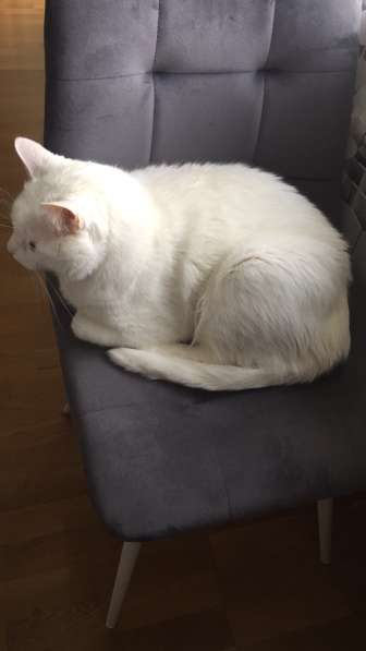 Срочно котик в дар в фото 3