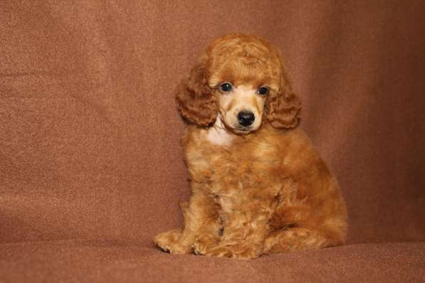 Щенок карликового пуделя в Москве фото 7