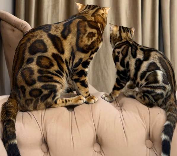 Бенгальские котята в Москве фото 3