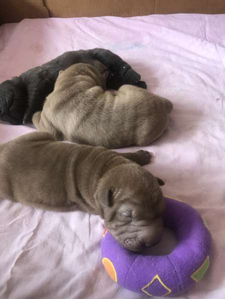 Продам щенков шарпая