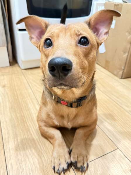 Отдам в добрые руки в Самаре