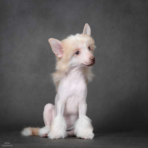 Китайская хохлатая в Москве фото 11