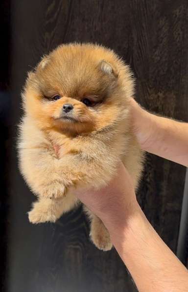Pomeranski Mini Shpic Pomeranian Spitz Померанские Мини шпиц в фото 32