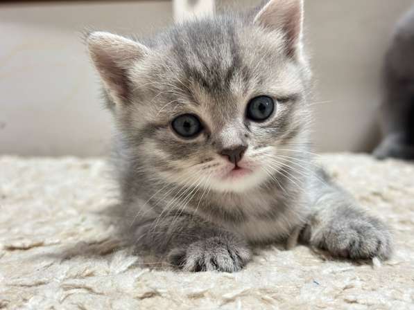 Чистокровные шотландские котята