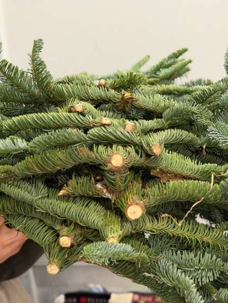 Нобилис банч в Санкт-Петербурге