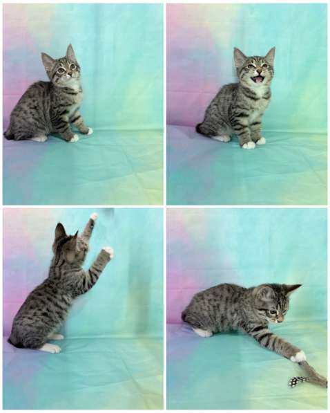 Курильски бобтейл котята в Москве фото 3