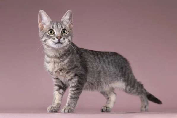 Милая девочка-котенок Маруся в добрые руки