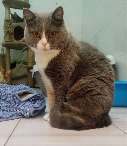 Кошка Феня метис шотландской ждет заботливых хозяев в Москве фото 5