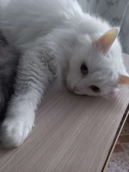 Кот сибиряк,4 года в Новосибирске