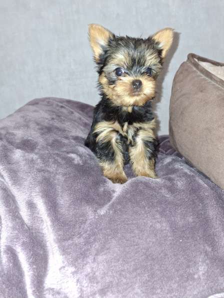 Чистокровные щенки Йоркширского Терьера в 