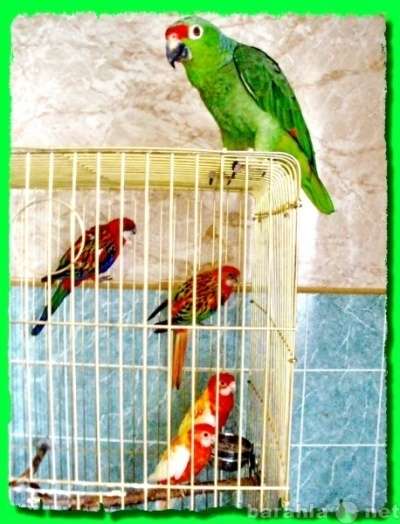 Волнистые попугаи, Неразлучники, Кореллы в Москве