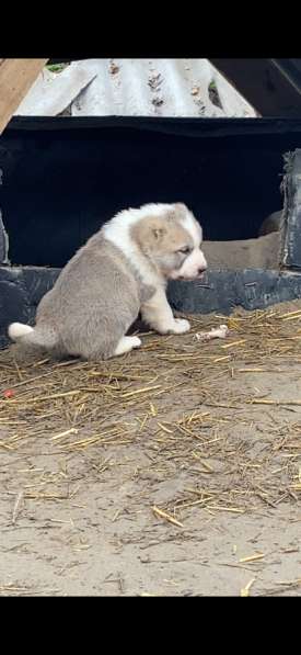Продаются Кавказкий Волкодав в Москве фото 4