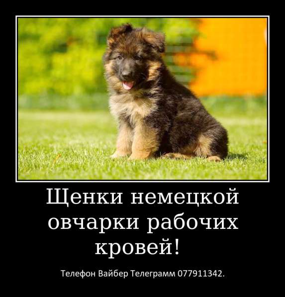 Щенки немецкой овчарки стандартного окраса! в фото 18