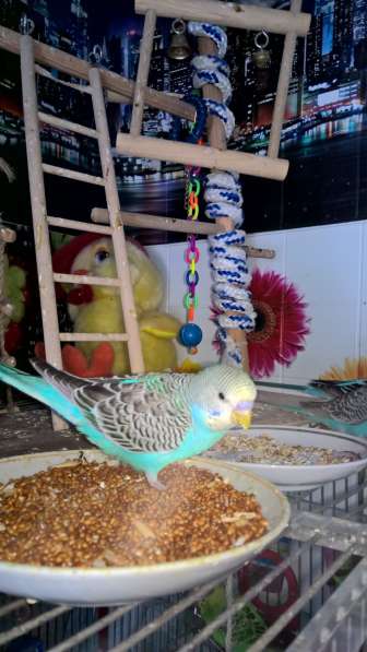 Волнистые попугаи-от Заводчика в Москве фото 3