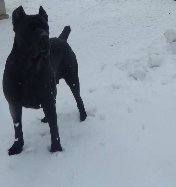 Щенки кане корсо (девочки) в фото 4