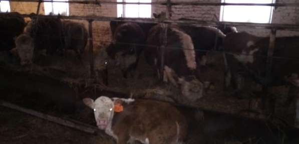 Продам КРС, бычки, телята, коровы в Красноярске фото 9