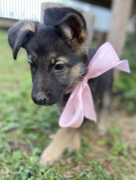 Щенки от мамы овчарки в добрые руки в Москве фото 13