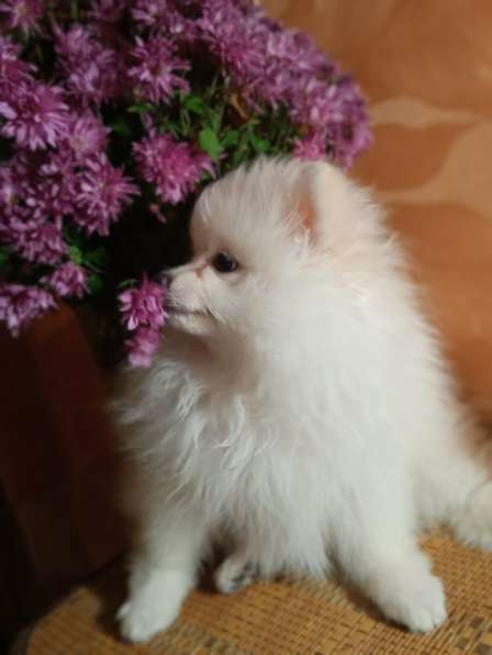 Продается белоснежный щенок померанский шпиц в фото 8