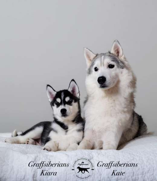 Siberian Husky from Multichampion Parents в Санкт-Петербурге