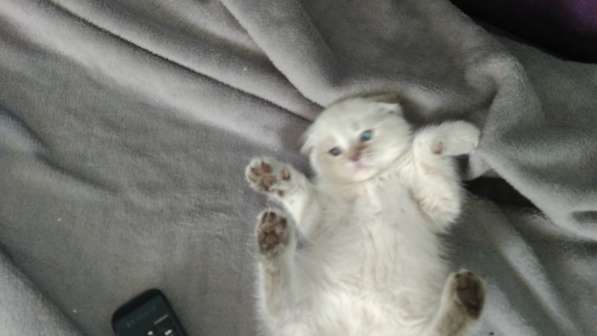 Котята девочки серебро в Пятигорске фото 12