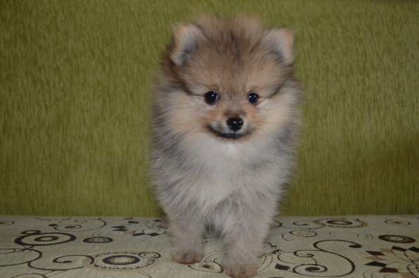 Померанские шпицы в Нижнем Новгороде фото 6