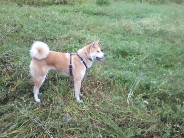 Щенки акита_ину в фото 8