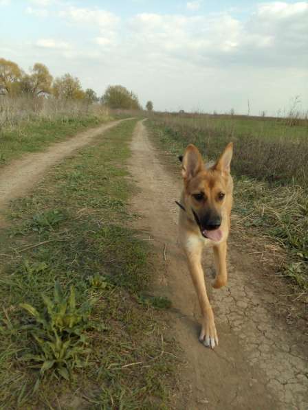 Ника, семейная собака ищет дом в Бронницах фото 3