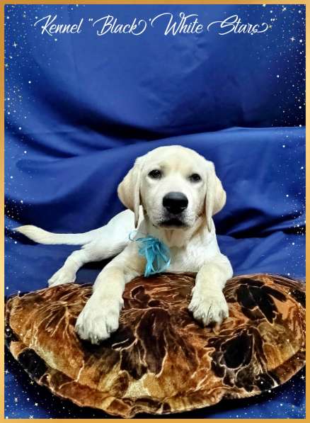 High quality Labrador Retriever puppies в фото 34