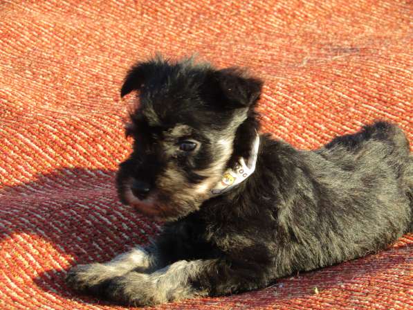 Цвергшнауцер маленькая служебная собака в Иванове фото 3