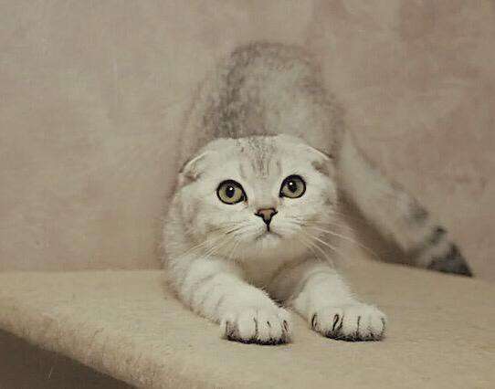 Три девочки, скоттиш фолд в Москве фото 10