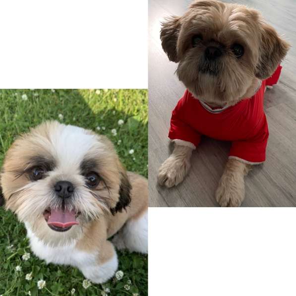 Щенки ши-тцу в Санкт-Петербурге