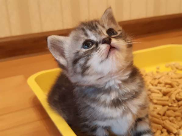 Продажа британских котят в Москве фото 5