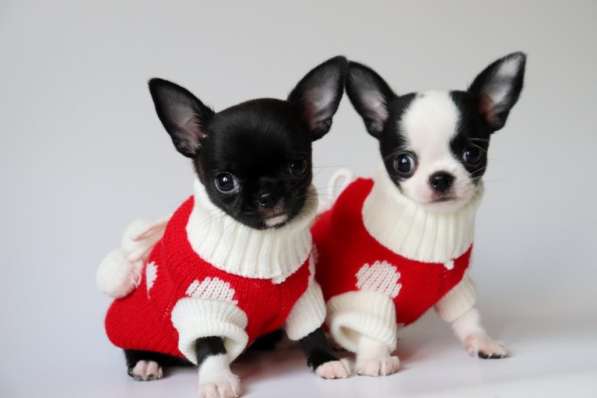 Чихуахуа щенки в Москве фото 11