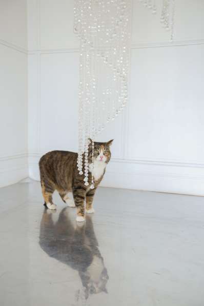 Кошка Глэйс ищет дом в Екатеринбурге фото 7