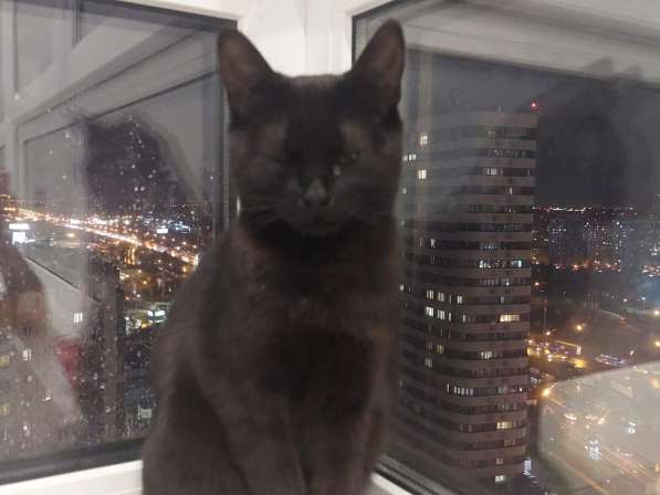 Кошка Чёрная Мамба ищет дом в Химках фото 5