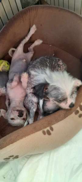 Продам очаровательных щенков Китайской хохлатой в Дубне фото 8