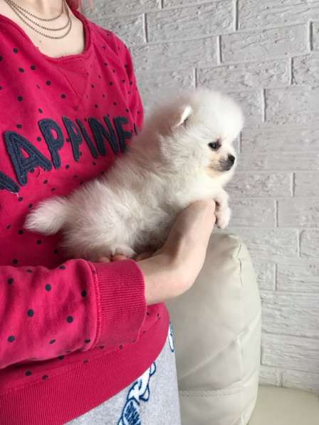 Щенки Шпица в Саратове фото 18