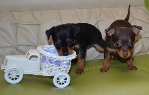 Очаровательные тойчики для души в Нижнем Новгороде фото 12