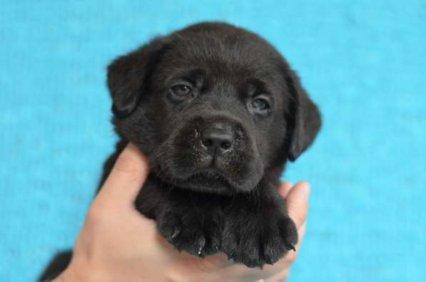 Щенки лабрадора- ретривера в фото 31