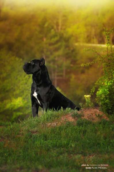 Кобель кане корсо в Симферополе фото 15