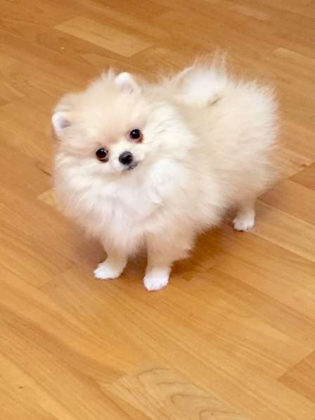 Мини шпиц. Кроха в Москве фото 5