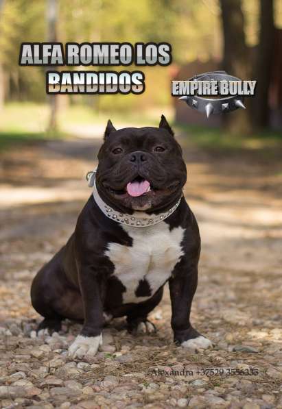 Американский булли. Щенки в фото 18