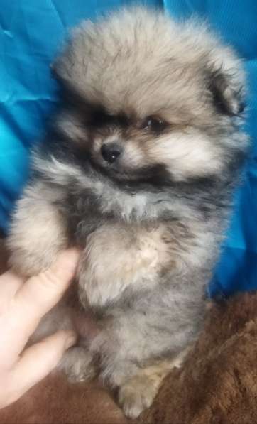 Pomeranian spitz. Mini boy в фото 4