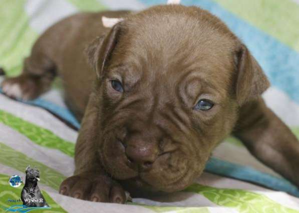 Щенки американского питбультерьера в Санкт-Петербурге фото 3