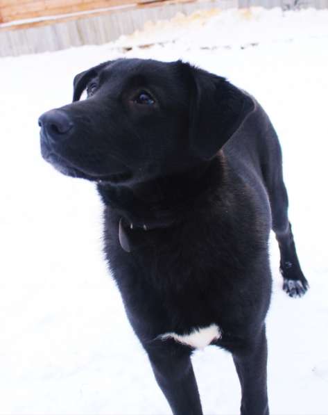Метис лабрадора